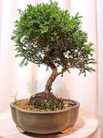 juniperus chinensis itoigawa shohin bonsai - Hoogte (boom):