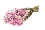 Rodanthe Rhodanthe naturel Pink bundel. SB droogbloemen, Huis en Inrichting, Woonaccessoires | Kunstplanten en Kunstbloemen, Nieuw