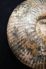 Jurassisch kalksteen - prachtige bewaring - Gefossiliseerd, Verzamelen, Mineralen en Fossielen