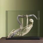 Luiaard Skelet Taxidermie Opgezette Dieren By Max, Ophalen of Verzenden, Nieuw, Wild dier, Opgezet dier