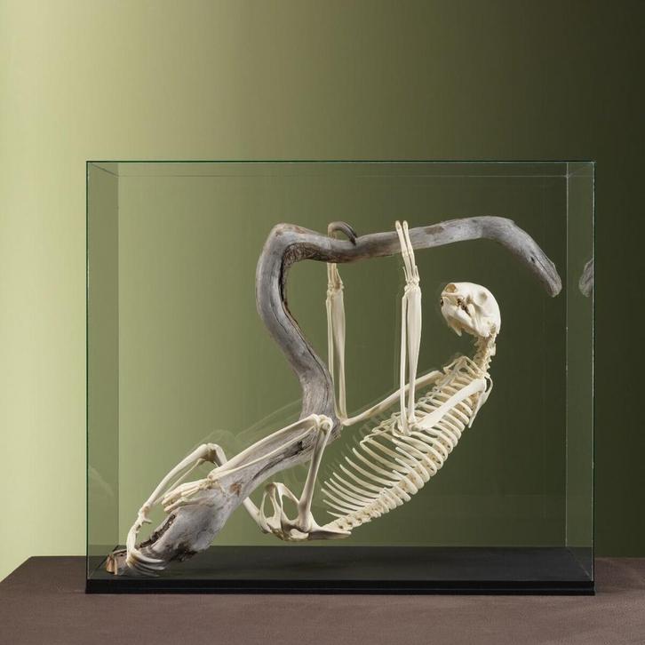 Luiaard Skelet Taxidermie Opgezette Dieren By Max, Verzamelen, Dierenverzamelingen, Opgezet dier, Nieuw, Wild dier, Ophalen of Verzenden