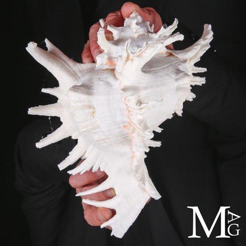 Grote Murex Ramosus – Zeer esthetische schelp Zeeschelp -, Verzamelen, Dierenverzamelingen