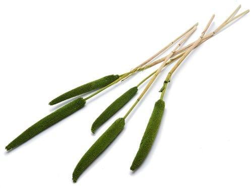 Babala Groen 10pc 65-70 Bundel droogbloemen vaste pluimen, Huis en Inrichting, Woonaccessoires | Kunstplanten en Kunstbloemen