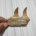 Mosasaurus - Gefossiliseerde kaak - reptil marino - 8 cm -, Verzamelen, Mineralen en Fossielen