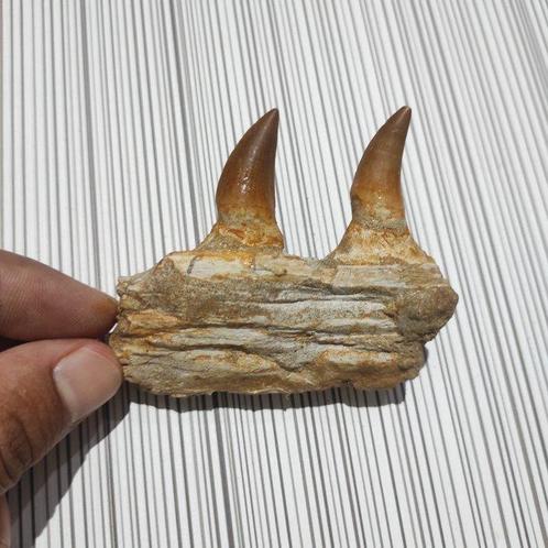 Mosasaurus - Gefossiliseerde kaak - reptil marino - 8 cm -, Verzamelen, Mineralen en Fossielen