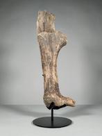 Megalocero hoorns deel - Fossiel bot - Megaloceros giganteus