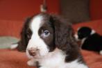 Super lieve puppys te koop, Dieren en Toebehoren, Parvo, 8 tot 15 weken, Meerdere, Meerdere dieren