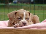 Old English Bulldog pups! t Gezonde type. Mogen direct mee!, Dieren en Toebehoren, Honden | Bulldogs, Pinschers en Molossers, Parvo
