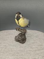 Koolmees Taxidermie volledige montage - Parus major - closed, Nieuw