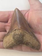 Megalodon tand 9,5 cm - Fossiele tand - Carcharocles, Antiek en Kunst, Curiosa en Brocante