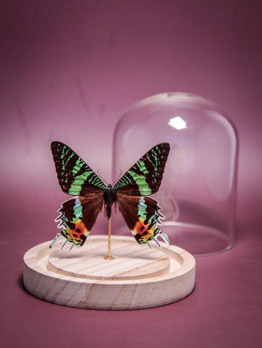 Vlinder Taxidermie volledige montage - Urania ripheus - 13, Verzamelen, Dierenverzamelingen