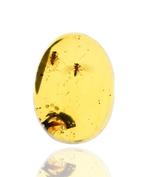 Birmese barnsteen - Fossiele cabochon - with Detailed