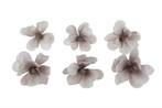 Anemoon foambloem 6 cm. Grey/White 6 stuks Anemoon, Ophalen of Verzenden, Nieuw