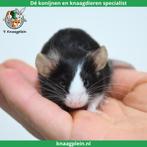 Lieve jonge handtamme kleurmuizen te koop! Veel keus!, Dieren en Toebehoren, Knaagdieren, Meerdere dieren, Muis, Tam