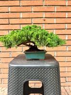 Jeneverbes bonsai (Juniperus) - Hoogte (boom): 16 cm -, Antiek en Kunst