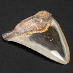 Megalodon-tand - Fossiele tand - Carcharocles Megalodon - 98