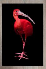 Marco Simoni -  Eudocimus ruber  XL