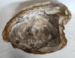 Fossiel hout - Gefossiliseerd hout - Dipterocarpus sp. - 11