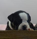 Old English Bulldog pups, t gezonde type! Mogen direct mee!, Dieren en Toebehoren, Honden | Bulldogs, Pinschers en Molossers, Parvo