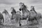Poster Camargue Horses 91,5x61cm, Verzenden, Nieuw, A1 t/m A3