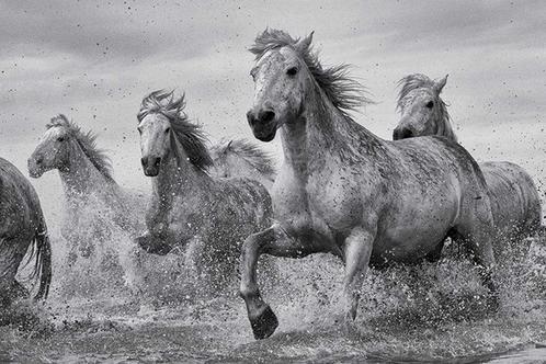 Poster Camargue Horses 91,5x61cm, Verzamelen, Posters, Nieuw, A1 t/m A3, Verzenden