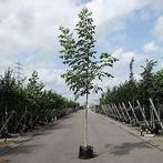Walnotenboom Notenboom | verschillende maten | vruchtdragend, Tuin en Terras, Planten | Bomen, Ophalen
