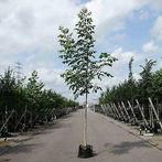 Walnotenboom Notenboom | verschillende maten | vruchtdragend, Tuin en Terras, Planten | Bomen