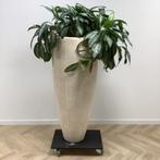 Tweedehands Plantenbak met kamerplant, hoogte 188 cm, Huis en Inrichting, Ophalen of Verzenden