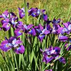 Iris Sibirica Currier - Wortelgoed - 5 stuks, Tuin en Terras, Planten | Tuinplanten, Verzenden