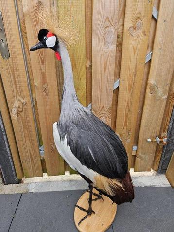 Grijze kroonkraanvogel Taxidermie volledige montage - beschikbaar voor biedingen