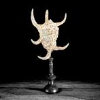 Indrukwekkend paar spinnekopconchossels op op maat gemaakte