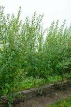 Salix cinerea meerstammig, Tuin en Terras