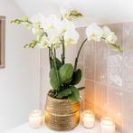 Kolibri Orchids | Witte phalaenopsis Jewel Ghent orchidee in, Verzenden