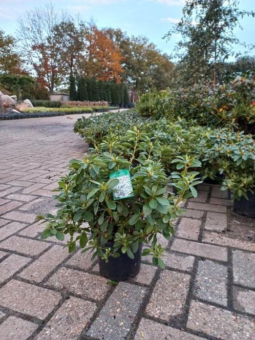 Azalea Japonica Fago No Fugi Wit, Tuin en Terras, Planten | Bomen, Ophalen