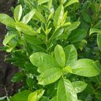 prunus Rotundifolia, Tuin en Terras, Overige soorten, Ophalen of Verzenden, Struik