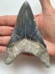 Kwaliteit Megalodon-tand, - 12,8 cm (5,04 inch) -