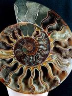 Ammoniet - Gefossiliseerd dier - Aioloceras (Cleoniceras), Verzamelen, Mineralen en Fossielen