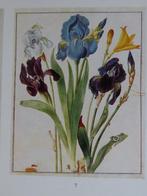 Maria Sybilla Merian - Aquarellen uit Leningrad |