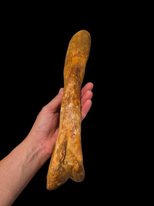 Spinosaurpoot - Fossiel bot - 35 m - 8 cm, Verzamelen, Mineralen en Fossielen
