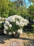 Rhododendron Hybr. Cunninghams White 80-90cm, Tuin en Terras, Planten | Bomen, Ophalen