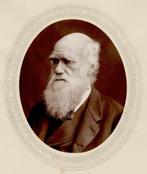Lock & Whitfield - Portrait of Charles Darwin, Vintage, Antiek en Kunst, Kunst | Tekeningen en Foto's