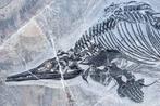 Fossiel - Fossiele matrix - Mixosaurus - 92 cm - 43 cm