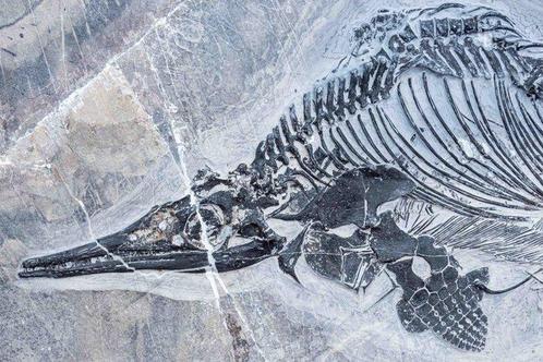 Fossiel - Fossiele matrix - Mixosaurus - 92 cm - 43 cm, Verzamelen, Mineralen en Fossielen