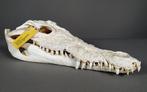 Siamese krokodil Schedel - Crocodylus siamensis (with farm, Nieuw