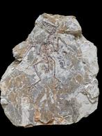 Kostbare vogels - Gefossiliseerd dier - Cathayornis - 18 cm