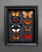 Vlinder Taxidermie volledige montage - Hypolimnas dexithea, Antiek en Kunst