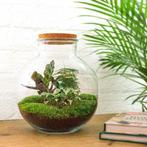 DIY terrarium - Bolder Bob -  30 cm - Rake + Shovel, Verzenden