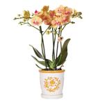 Kolibri Orchids | oranje orchidee Jamaica + Malaga sierpot o, Verzenden, Nieuw