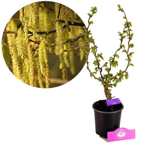 Buddleja davidii Tricolor + Pot 14cm, Tuin en Terras, Planten | Fruitbomen, Halfschaduw, Verzenden