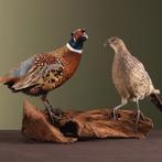 Fazant Koppel Taxidermie Opgezette Dieren By Max, Verzamelen, Dierenverzamelingen, Ophalen of Verzenden, Nieuw, Vogel, Opgezet dier